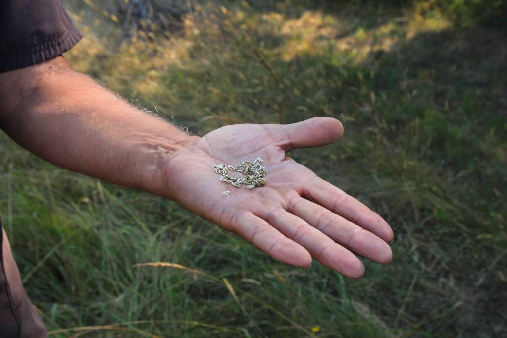 Pelant shows spring gold seeds. (Photo by Luisa Loi)