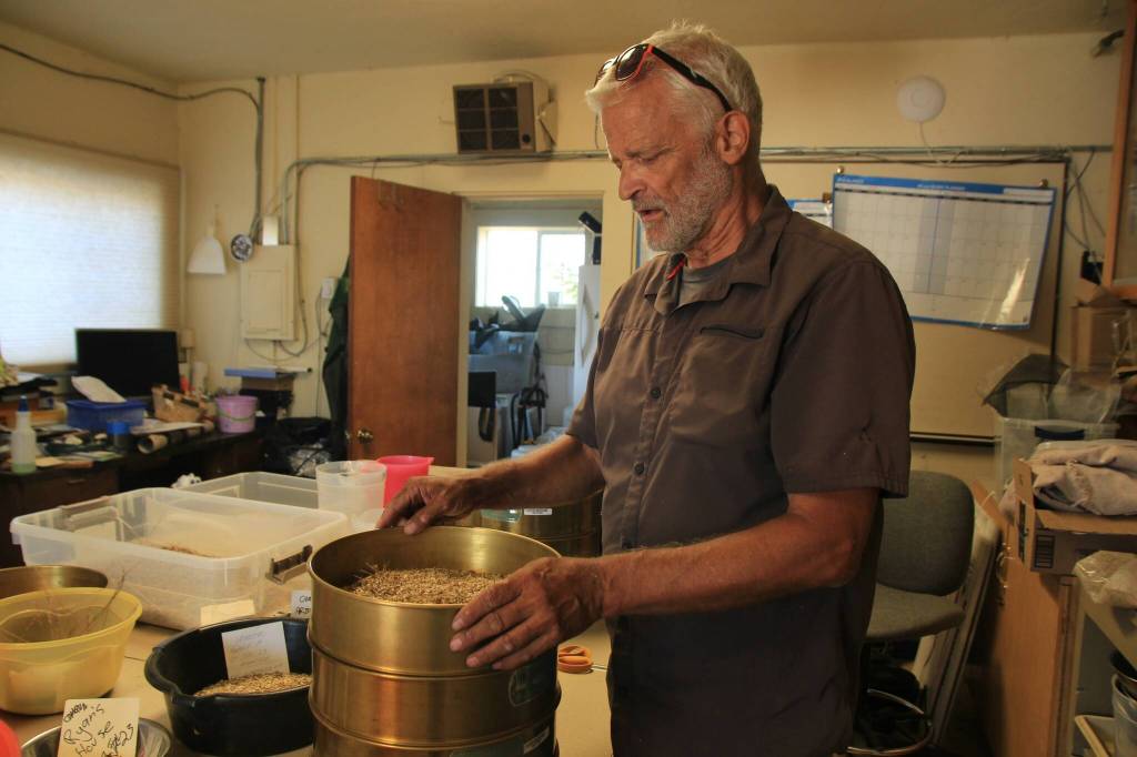 Pelants sifts the seeds into a three-tier strainer.