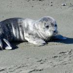 A seal pup on the beach. (Photo by Sandy Dubpernell)