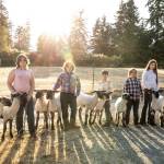 From left, Lilly Kline, Lucas Kline, Deegan Kline, Logan Brown and Sofia Brown with their market lambs. (Photo by Heather Kline)