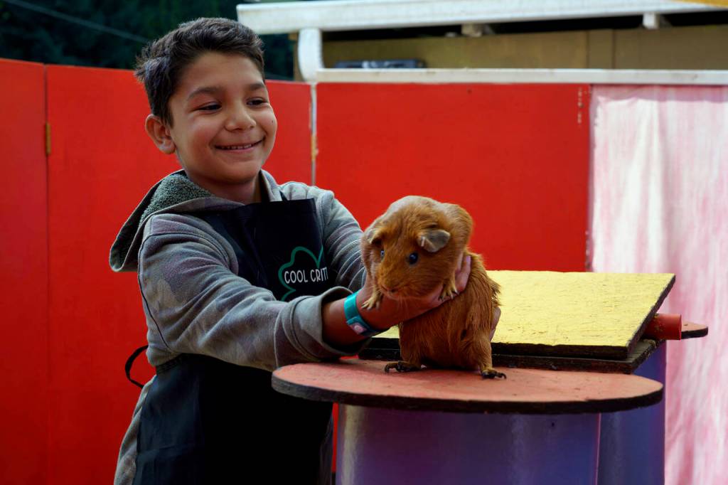 Andrew Stigers, 11, with his cavy Gary during the Clucky Show on Thursday. (Photo by David Welton)