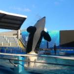 Tokitae leaps in the small pool she has lived in for decades. (Photo by Rachael Anderson)