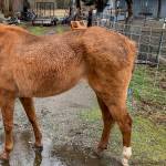 An emaciated horse in need of care. (Photo provided by Island County Prosecuting Attorneys Office)