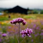 Flowers in bloom at Foxtail Farm. (Photo by David Welton)