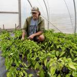 Stephen Williams of Foxtail Farm picks some peppers. (Photo by David Welton)