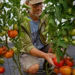 An abundance of tomatoes are growing at Foxtail Farm. (Photo by David Welton)