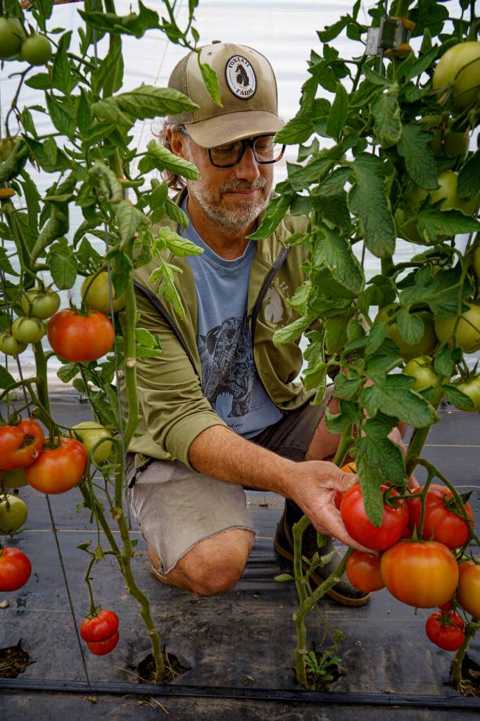 An abundance of tomatoes are growing at Foxtail Farm. (Photo by David Welton)