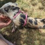 Photo provided
The Instagram-famous Petunia from Ballydidean Farm Sanctuary will attend the Harvest Faire.