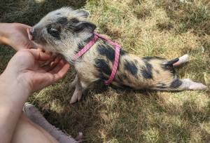 Photo provided
The Instagram-famous Petunia from Ballydidean Farm Sanctuary.