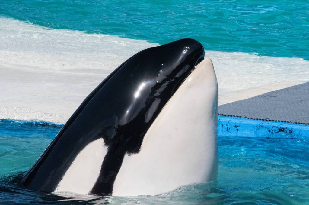 Since her capture in 1970, Tokitae had resided at the Miami Seaquarium, where she performed until her retirement in 2022. (Photo provided by Orca Network)