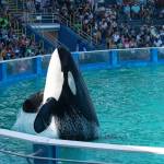 Since her capture in 1970, Tokitae had resided at the Miami Seaquarium, where she performed until her retirement in 2022. (Photo provided by Orca Network)