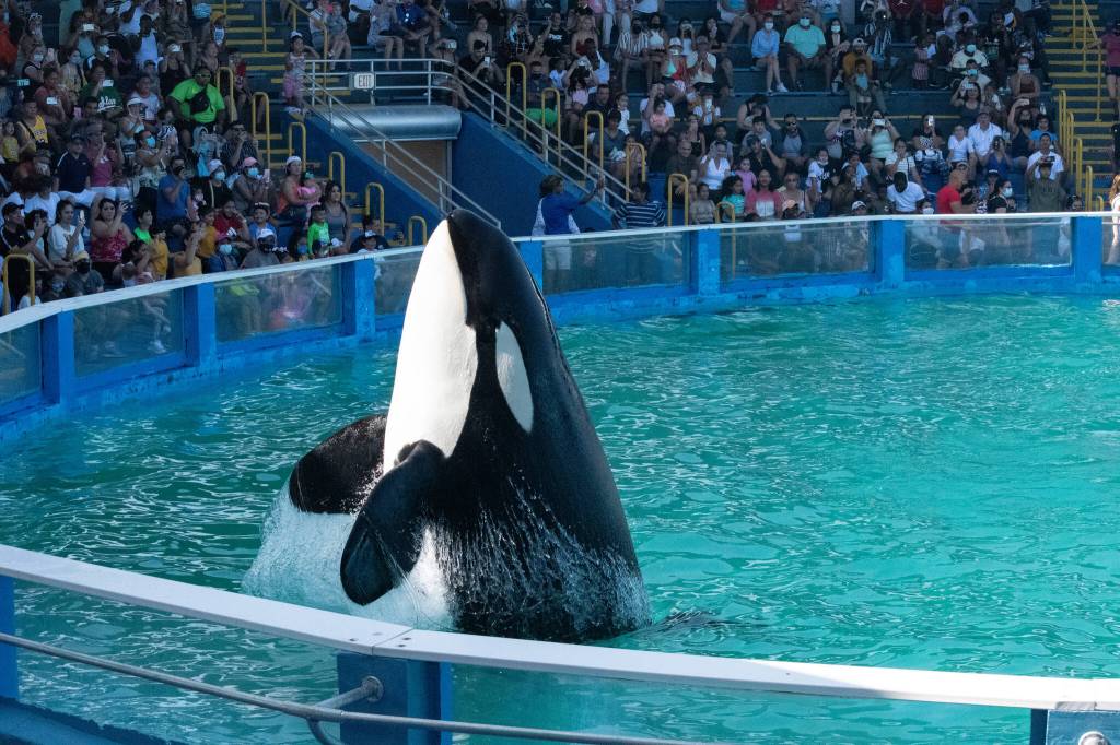 Since her capture in 1970, Tokitae had resided at the Miami Seaquarium, where she performed until her retirement in 2022. (Photo provided by Orca Network)