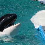Since her capture in 1970, Tokitae had resided at the Miami Seaquarium, where she performed until her retirement in 2022. (Photo provided by Orca Network)