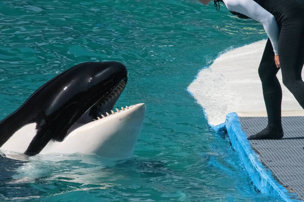 Since her capture in 1970, Tokitae had resided at the Miami Seaquarium, where she performed until her retirement in 2022. (Photo provided by Orca Network)