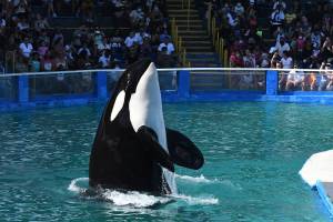 Since her capture in 1970, Tokitae had resided at the Miami Seaquarium, where she performed until her retirement in 2022. (Photo by Kaarina Makowski/Orca Network)