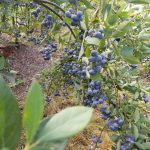 Blueberries at Silva Family Farm will be available for picking this weekend. (Photo provided)
