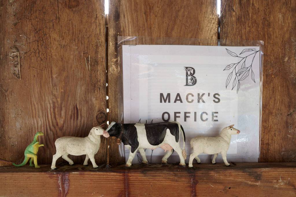 Photo by David Welton
Lest the crows take them, miniature models of farm animals are glued to Mackenzie Wrights desk in her outdoor office at Ballydidean Farm Sanctuary.