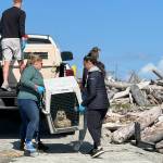 Photos provided
Seal pups Salt and Aioli were released into the Oak Harbor Bay Sept. 18 after over 80 days of rehabilitation. The pups were malnourished after being separated from their mothers in their first weeks of life.