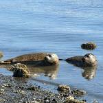 Photos provided
Seal pups Salt and Aioli were released into the Oak Harbor Bay Sept. 18 after over 80 days of rehabilitation. The pups were malnourished after being separated from their mothers in their first weeks of life.