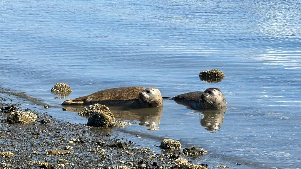 Photos provided
Seal pups Salt and Aioli were released into the Oak Harbor Bay Sept. 18 after over 80 days of rehabilitation. The pups were malnourished after being separated from their mothers in their first weeks of life.
