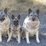 Photo provided
Norwegian elkhounds will be among the guests of honor at the Nordic Folk Fest, which takes place Oct. 7 at the Whidbey Island Nordic Lodge.