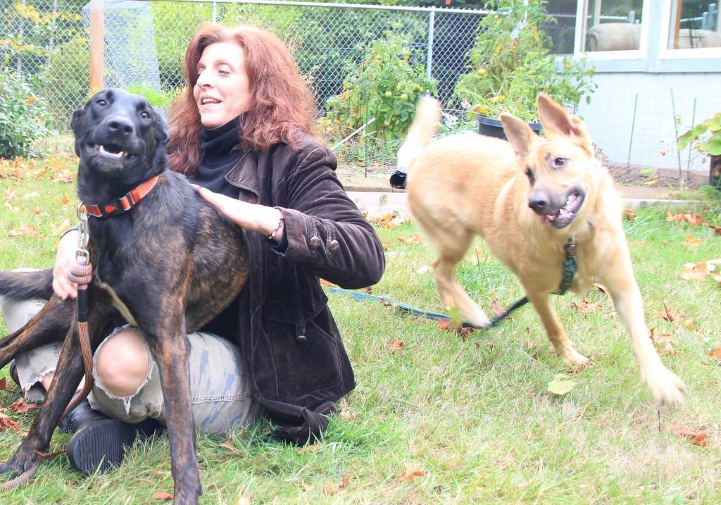 Carr sits on her moms lawn while her foster dogs play around. (Photo by Luisa Loi)