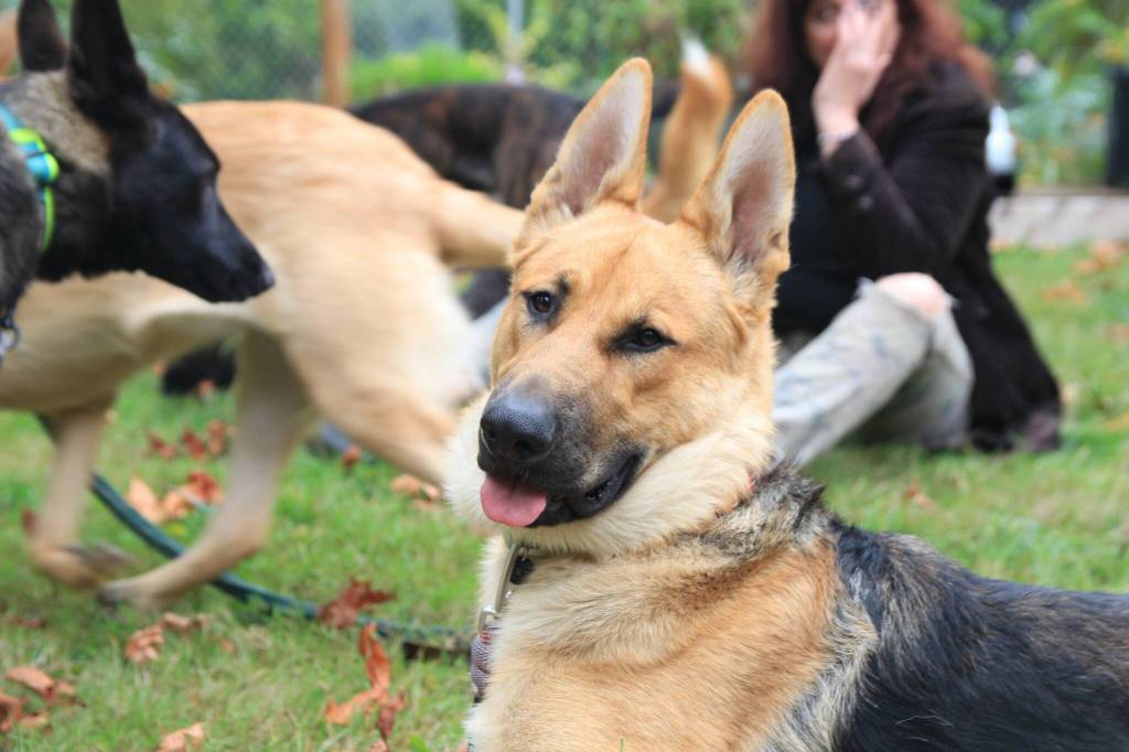 Dexter is a nine-month-old shepherd Carr rescued a few days before he was scheduled to be euthanized. (Photo by Luisa Loi)