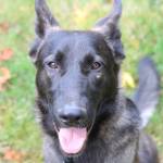 Ash was rescued along with Dexter, just before his euthanasia date. (Photo by Luisa Loi)