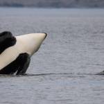 J-38, Cookie, breaches the water with L-110, Midnight, nearby. (Photo by Rachel Haight/Orca Network)
