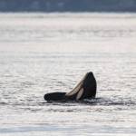 K-45, Prosper, frolics with a long kelp ribbon just off Bush Point. (Photo by Rachel Haight/Orca Network)