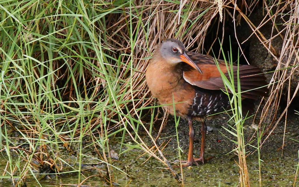 A Virginia rail visits Deer Lagoon. (Photo by Carlos Andersen)