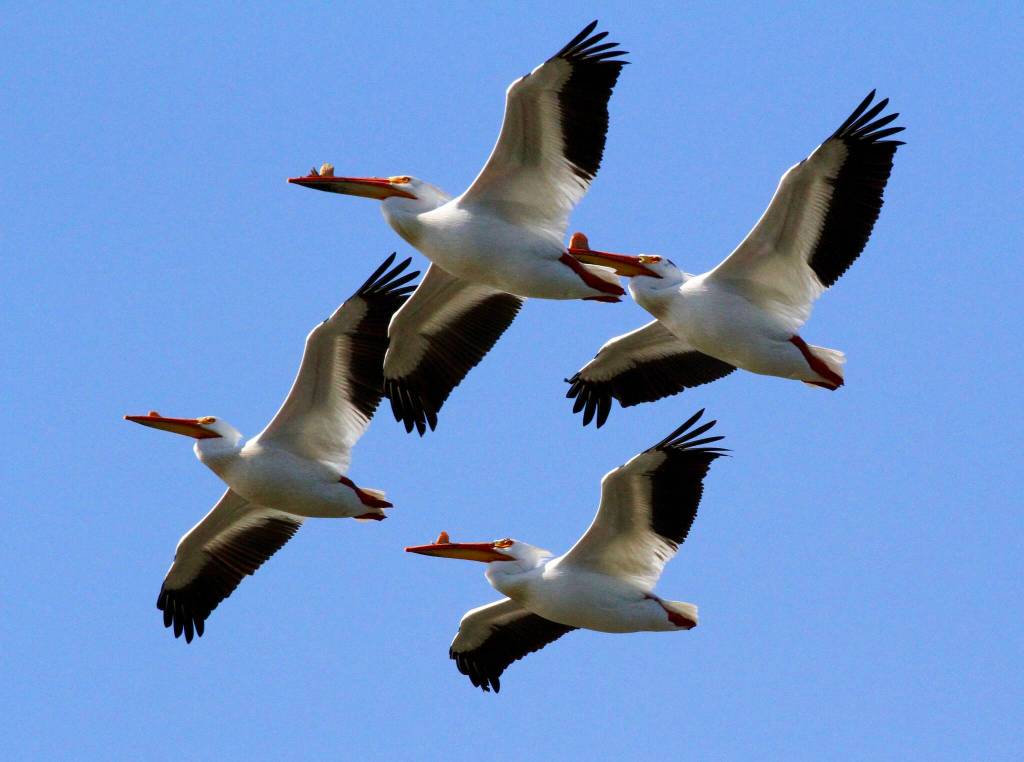 A flock of American white pelicans fly over Deer Lagoon. Visitors from all over the state come to catch a glimpse of these birds on Whidbey Island. (Photo by Carlos Andersen)