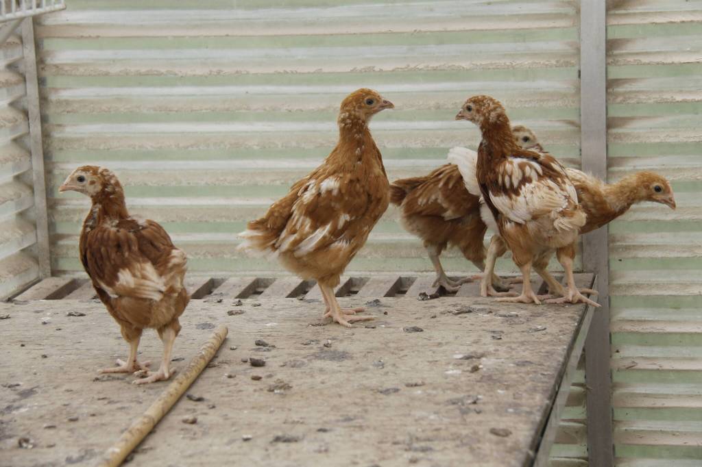 Maria Converses flock spent the first part of their lives within this enclosed structure known as a brooder. They have since moved to a larger space in a greenhouse. (Photo by Kira Erickson/South Whidbey Record)