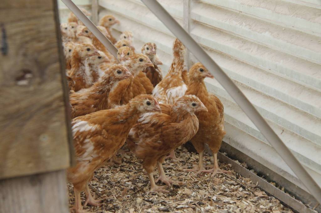 Maria Converses flock spent the first part of their lives within this enclosed structure known as a brooder. They have since moved to a larger space in a greenhouse. (Photo by Kira Erickson/South Whidbey Record)