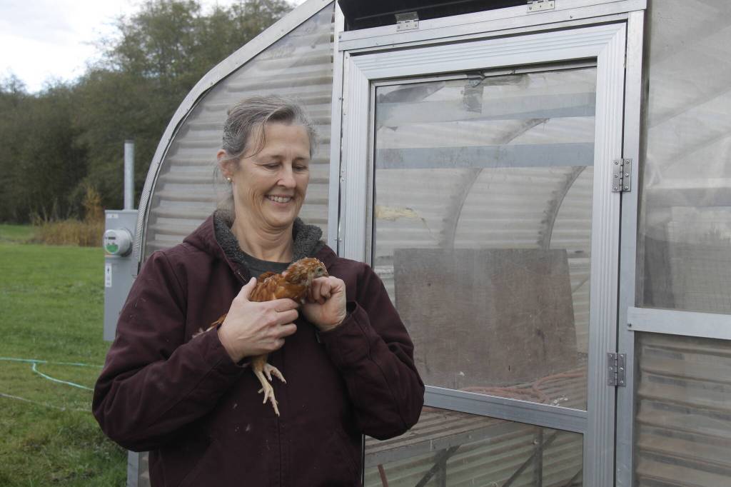 Organic Farm School graduate Maria Converse has hatched a plan to raise 115 robust egg-layers at the educational institution in the Maxwelton Valley. (Photo by Kira Erickson/South Whidbey Record)