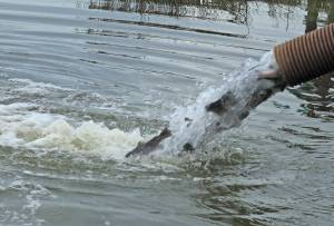 Photo by Jessie Stensland
Trout stream from a tanker truck and into the lake.