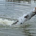 Trout stream from a tanker truck and into the lake. (Photo by Jessie Stensland)