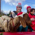 From left, Peter the goat, Stella the chicken, Sarah Santosa, Mackenzie Wright and Gwen Santosa of Ballydidean Farm Sanctuary participated in the Holly Jolly Parade for the first time and won a prize from parade organizers. (Photo by David Welton)