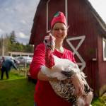 A turkey made an appearance at the Whidbey Island Fairgrounds. (Photo by David Welton)