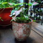 Eye magnets are some of the small quirky gift ideas offered by Whidbey Leaf & Vine. (Photo by Luisa Loi)