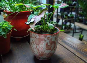 Eye magnets are some of the small quirky gift ideas offered by Whidbey Leaf & Vine. (Photo by Luisa Loi)