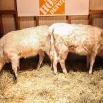 Cowzette and an unnamed friend at the Christmas Village. Community members are invited to submit their name suggestions for the calf. (Photo by Luisa Loi)