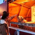 Brynn Brudge pets one of Bells Farms Golden Girls at the Christma Market. (Photo by Luisa Loi)