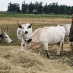 Kyle Flack hangs out with the cattle as they snack. Flack owns the farm with his wife, Paige Mueller. (Photo by Luisa Loi)