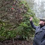 Daniel Burns checks out the few blooms at Meerkerk Gardens that can be found in December. The Greenbank forest and garden preserve is sponsoring a walk through its woods on New Years Day. (Photo by Patricia Guthrie)