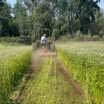 Organic Farm School Research Director Drew Corbin terminates a buckwheat cover crop. (Photo provided)