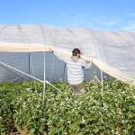 Organic Farm School student Will Note lifts the edge of a high tunnel. (Photo provided)