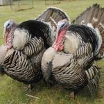 From left, Silver, Thunder and Lighting Bolt are breeding turkeys that live on Sweetwater Farm. (Photo by Kira Erickson/South Whidbey Record)