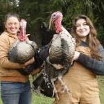 Jenny Goff, left, and Heather Talley are the farmers and creators behind Thankful Harvest, a childrens book about raising and harvesting turkeys. (Photo by Kira Erickson/South Whidbey Record)