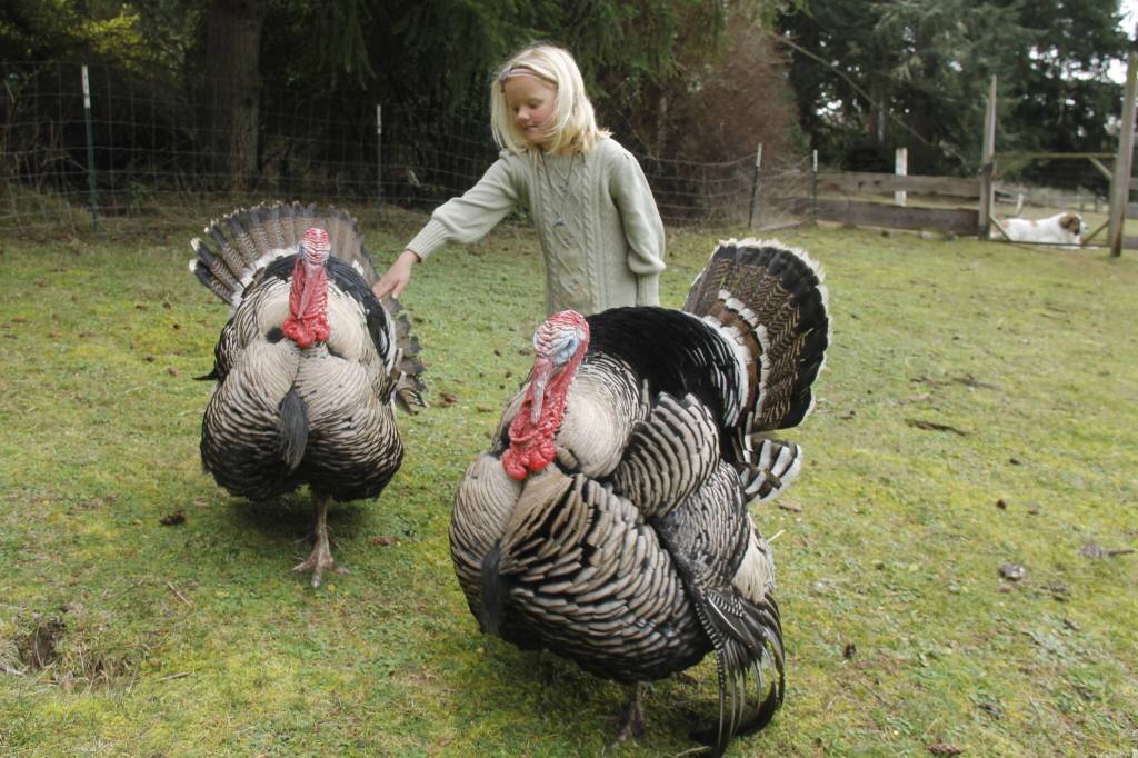 Saoirse Dunham, 6, pets two turkeys living on Sweetwater Farm. (Photo by Kira Erickson/South Whidbey Record)